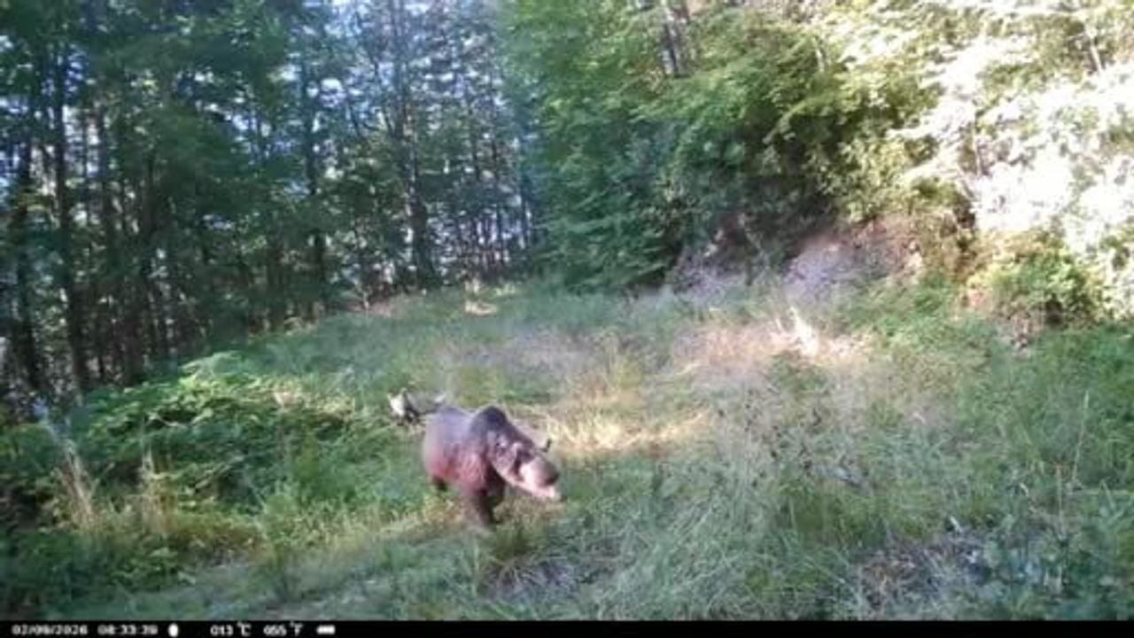 Ormanın minik takipçileri: ayı yavrularının peşinde