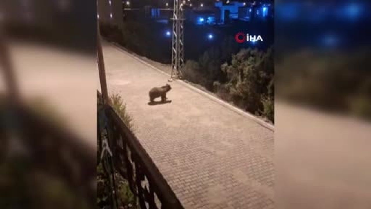 Ormanlardaki besin sıkıntısı anne ayı ve yavrularını kent merkezine indirdi