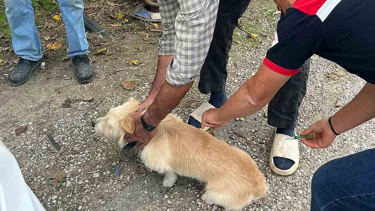 Ortaca'da kedi ve köpeklere mahalle mahalle kuduz aşısı seferberliği