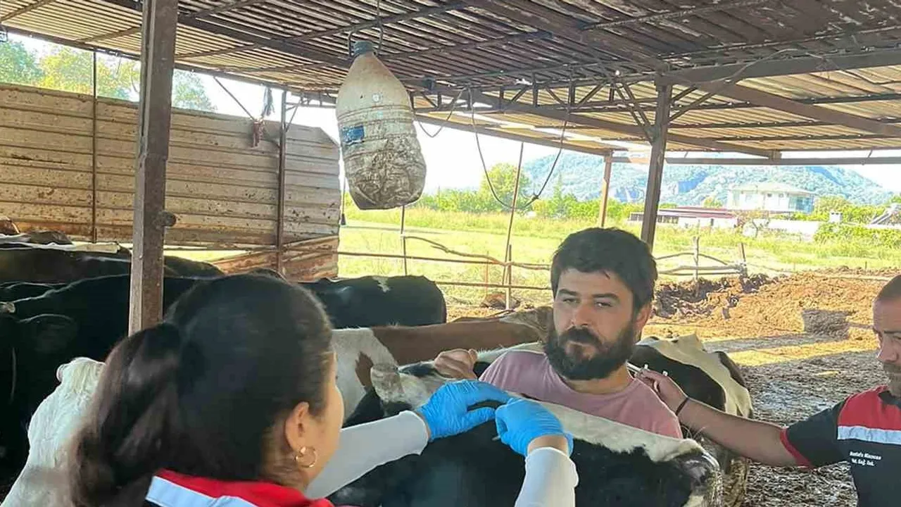 Ortaca'da koruyucu aşı seferberliği: Güzelyurt'te büyükbaşlara şap ve brucella uygulaması