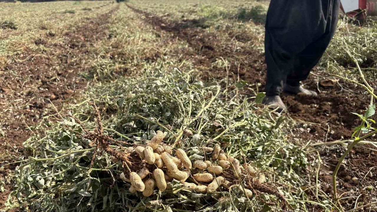 Osmaniye'de fıstık hasadında bereket: dönüm başına 400-450 kilo verim