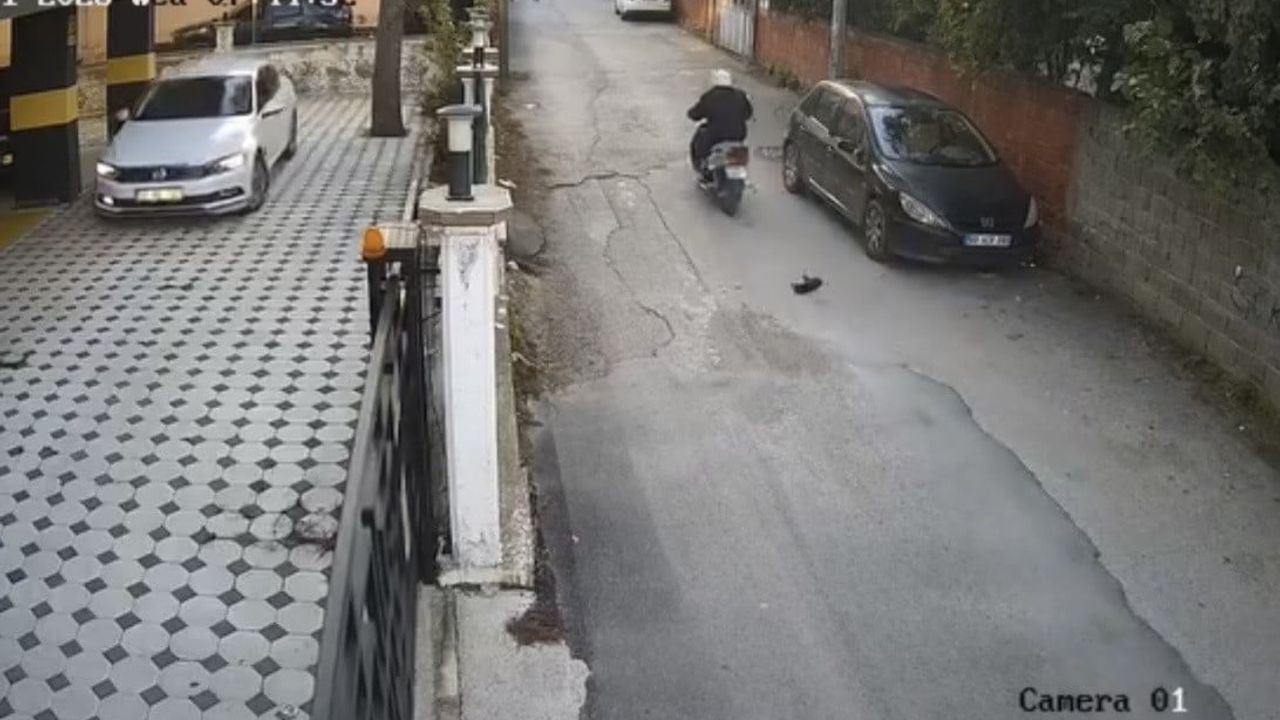 Osmaniye'de kameralara yansıyan kaza: kedi dakikalarca acı çekti