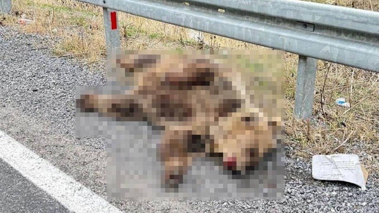 Otobüs yolcuları Erzincan-Refahiye yolunda telef olmuş ayıyı fark etti