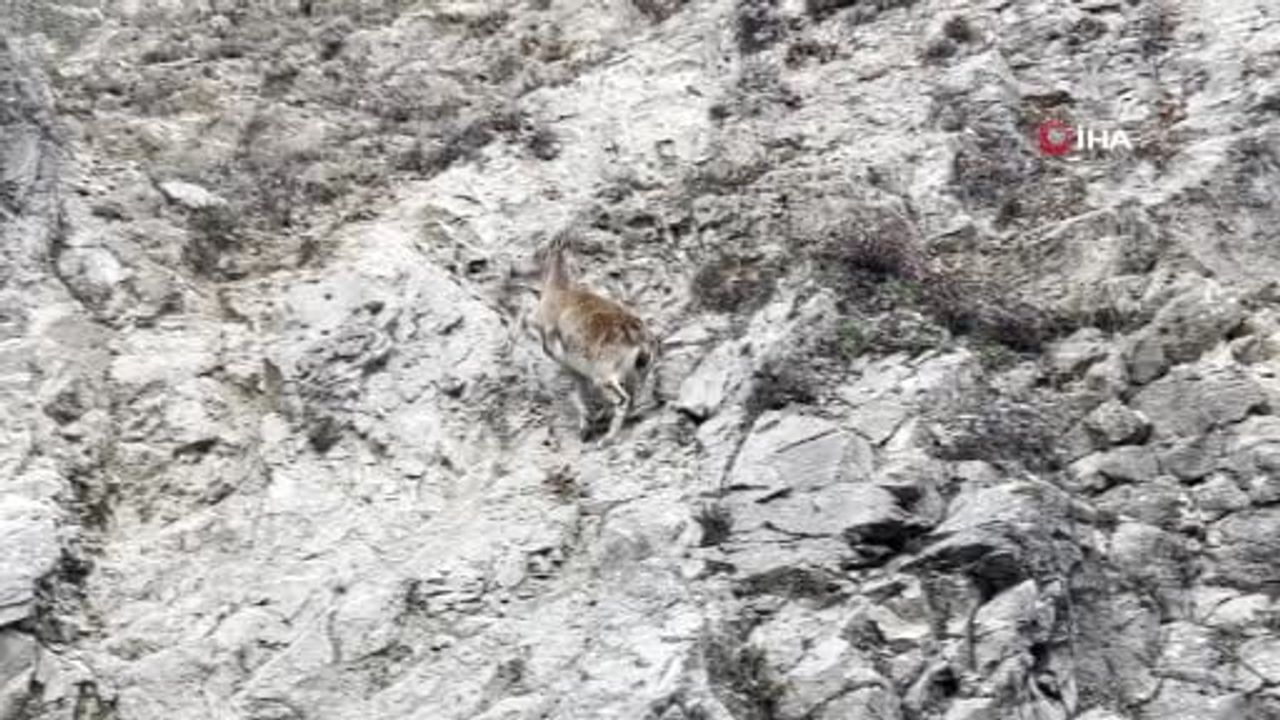 Ovacık yolunda ansızın beliren nesli tehlikedeki dağ keçisi