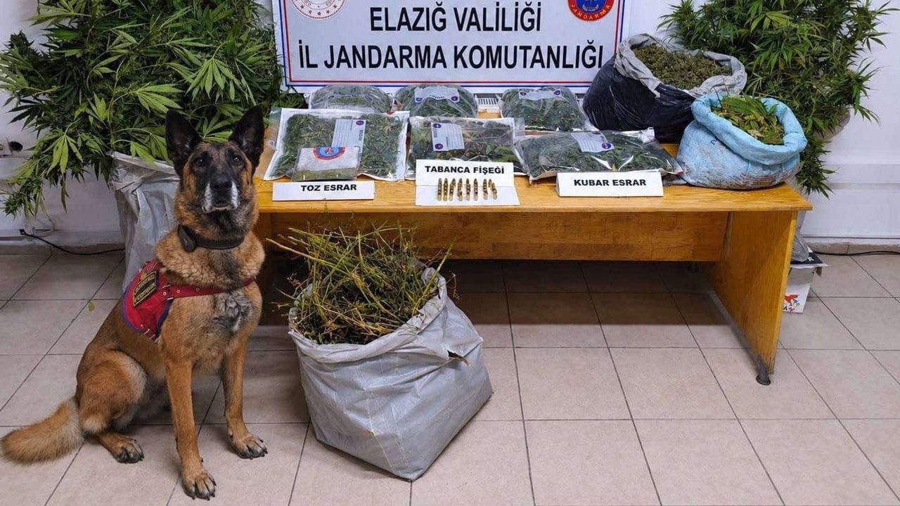 Oymaağaç'ta kenevir tarlası ve esrar operasyonu: 3 şüpheli tutuklandı