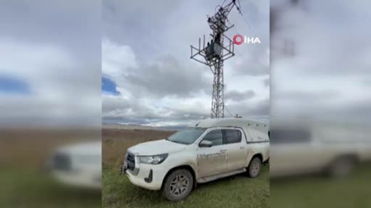Palandöken'de enerji hattında asılı bulunan yavru bozayı yaşamını yitirdi