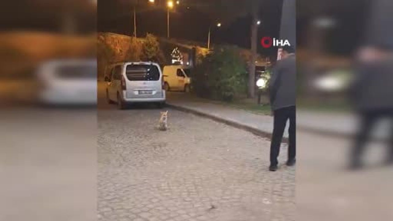 Palandöken'de müdürün eliyle beslediği tilki, otelin doğa hassasiyetini gösterdi