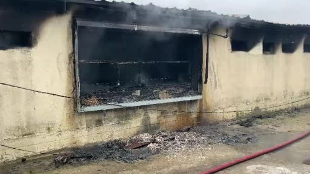 Pamukova'da tavuk bulunmayan çiftlikteki yangın kontrol altına alındı