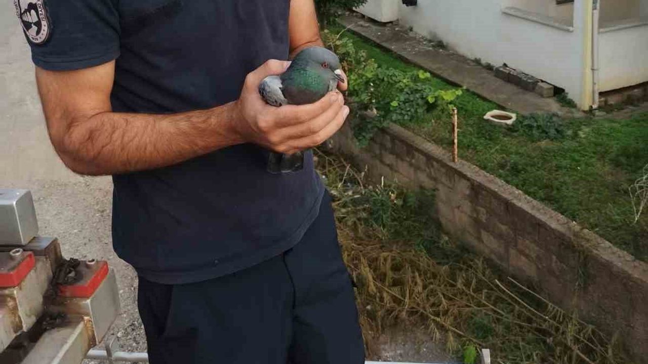 Payas'ta dar boşluktan kurtarılan güvercin yeniden özgürlüğüne kavuştu
