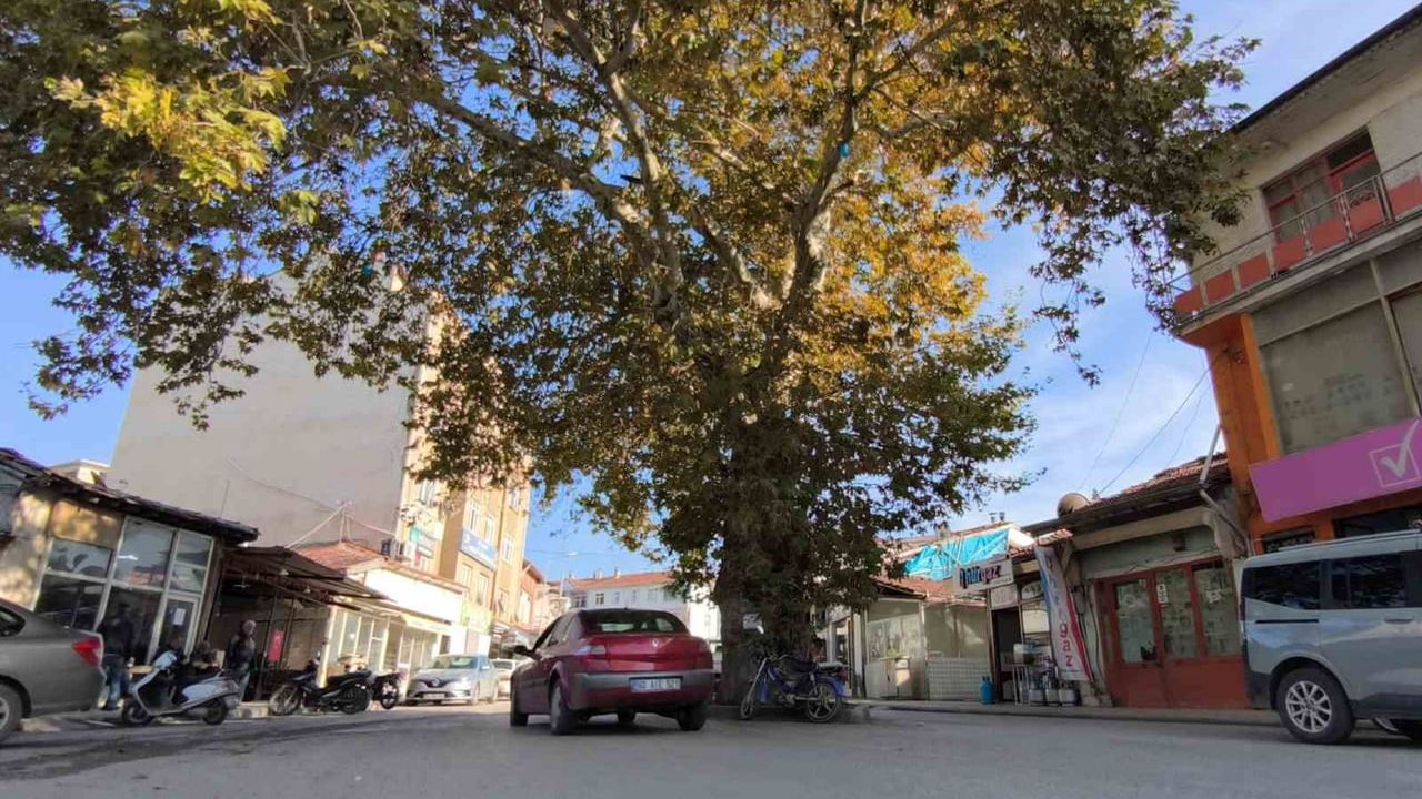 Pazar'ın 142 yıllık 'kavlağan' çınarı ilçenin simgesi haline geldi