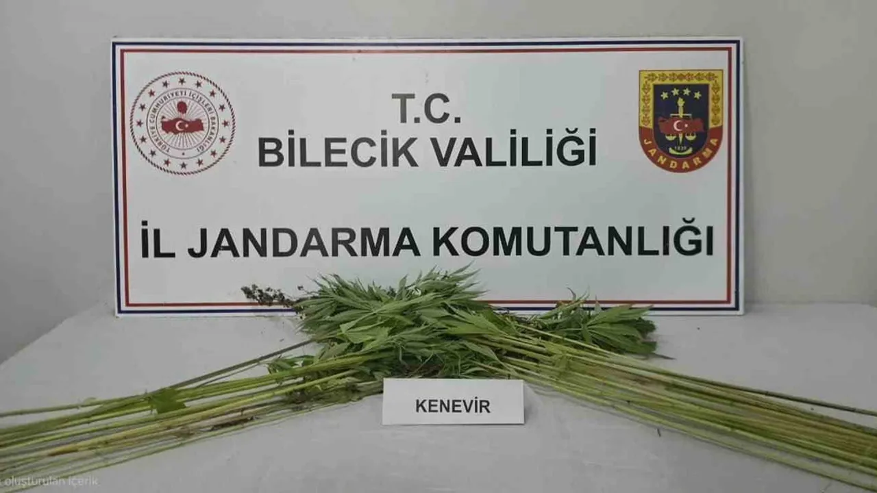 Pazaryeri'nde tarlada ekili kenevir bitkileri bulundu