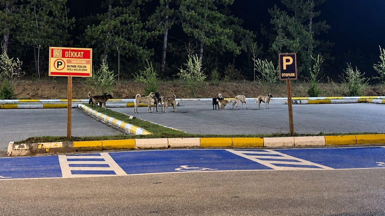 Pelitözü gölpark’ta köpek sürüleri ziyaretçileri tedirgin ediyor