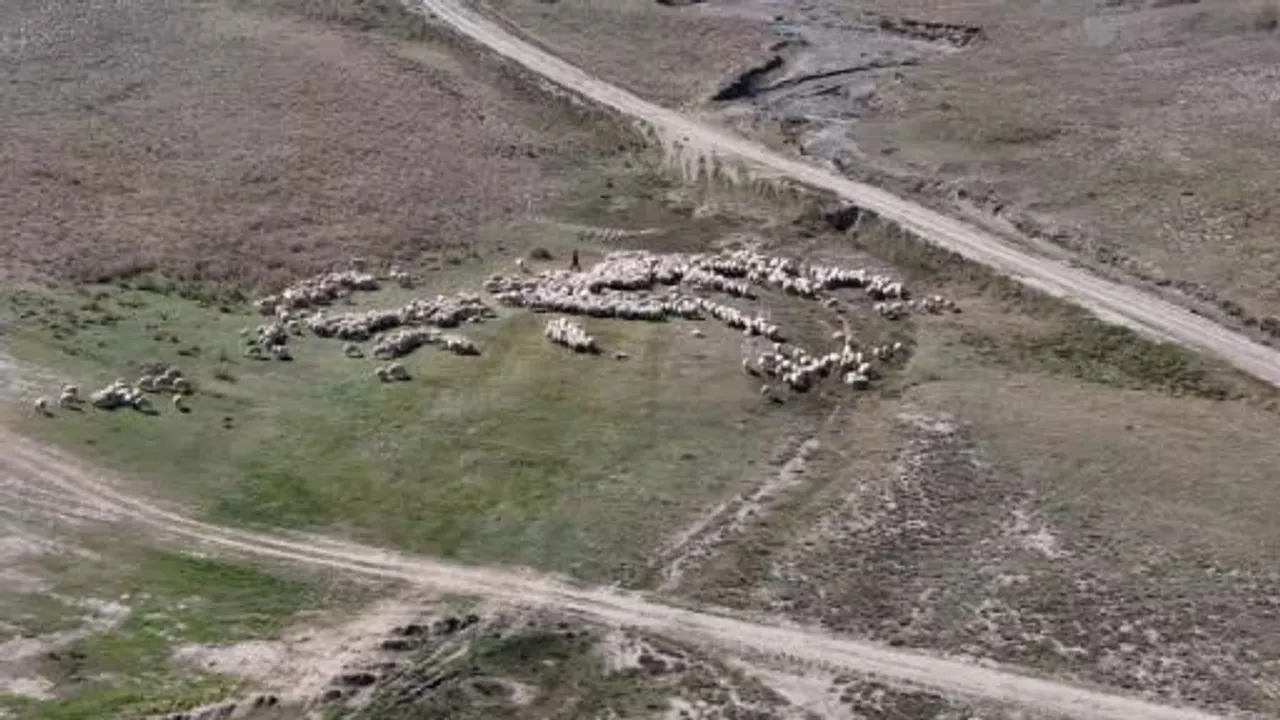 Renkli koç katımı Sivas'ta asırlık usulle yapıldı