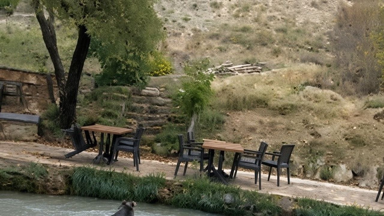 Restoranı şaşkına çeviren misafir: Erzincan'da yavru ayı suya atlayıp kaçtı