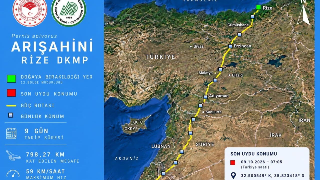 Rize'den Ürdün'e çipli göç: arı şahini 9 günde 798 kilometre kat etti