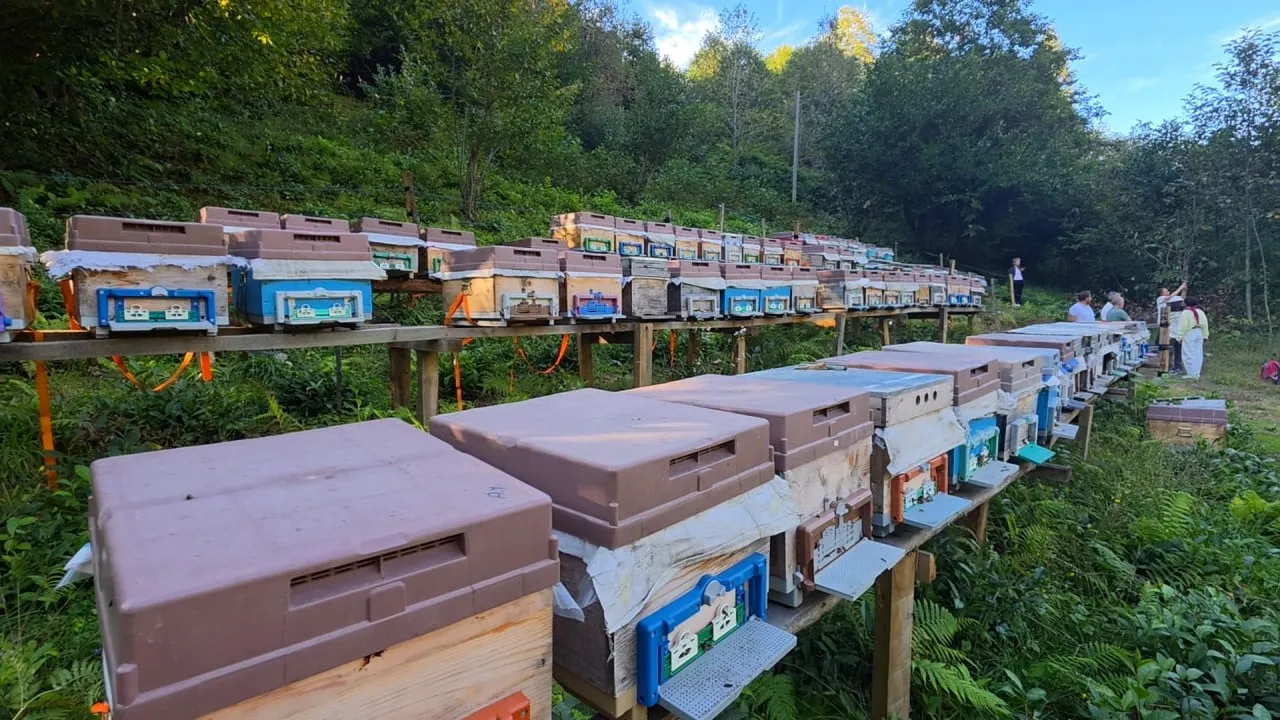 Rize tarlasından sağlık ekonomisine uzanan gastronomi öyküsü