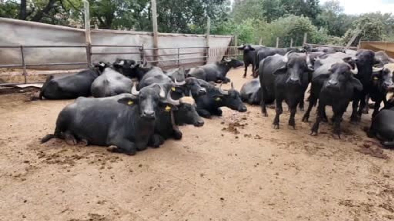Sabah 05.00'ten başlayan manda mesaisi kadınların omuzunda