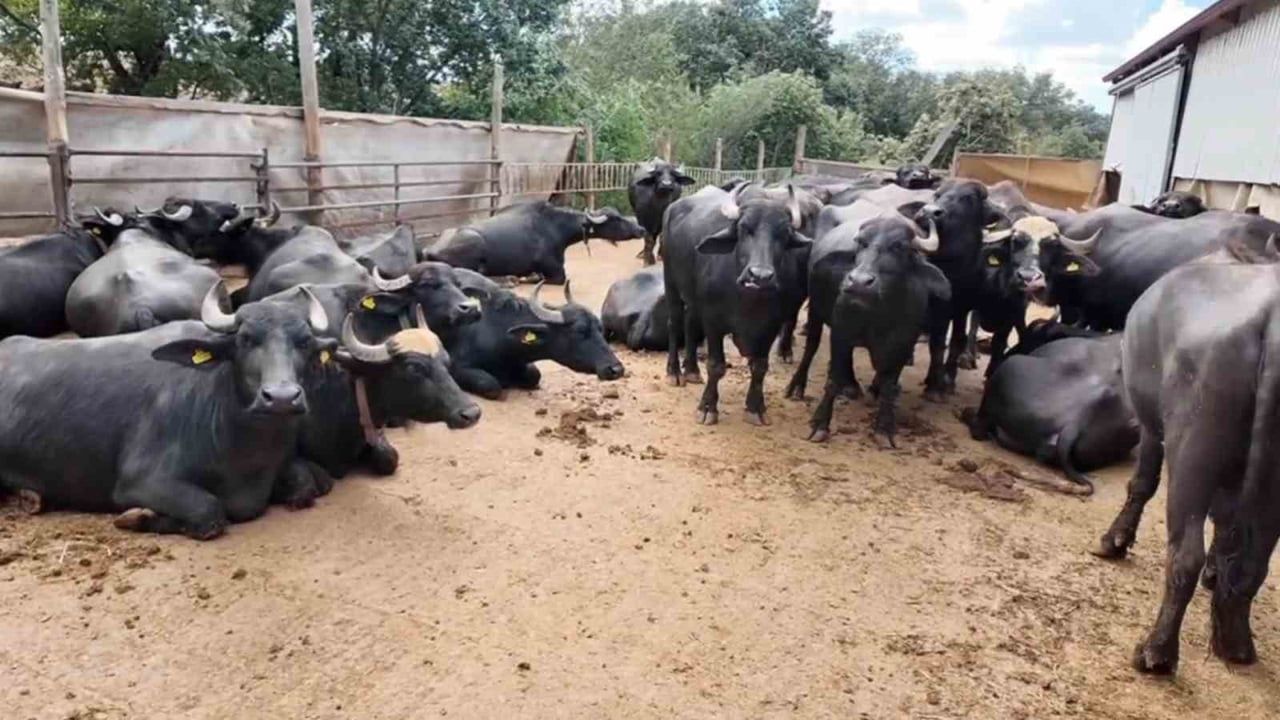 Sabah 5'te iş başı: Karacakılavuz'da kadınlar manda sütünü katma değere çeviriyor
