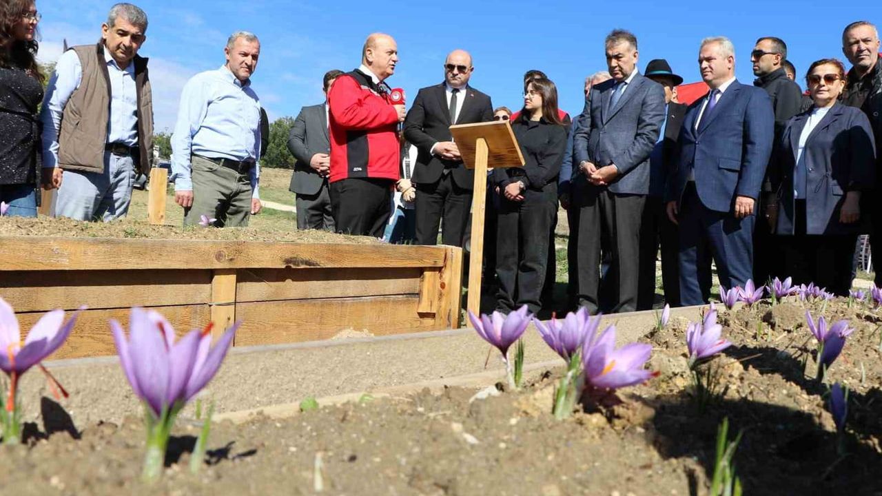 Safranbolu'da hasat: bilimle büyüyen üretim alanı ve artan rekolte