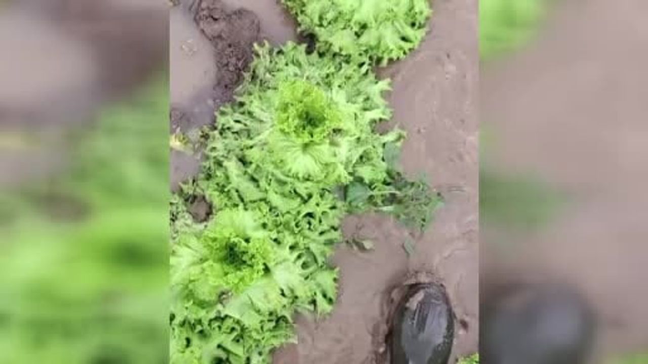 Sakarya'da göle dönen tarlalarda çamur mesaisi: üreticiler mahsulü kurtarmaya çalışıyor