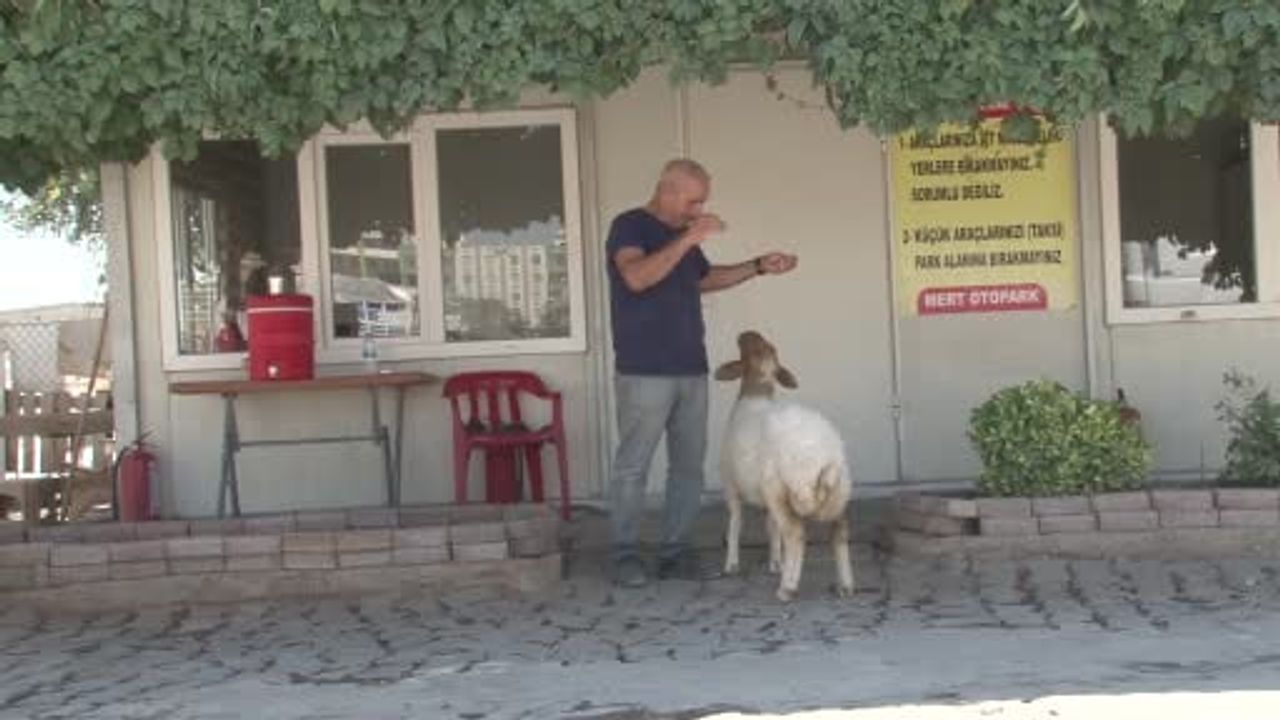 Şanlıurfa'da garajın ikinci bekçisi: bekçi ile kuzunun dokunaklı bağı