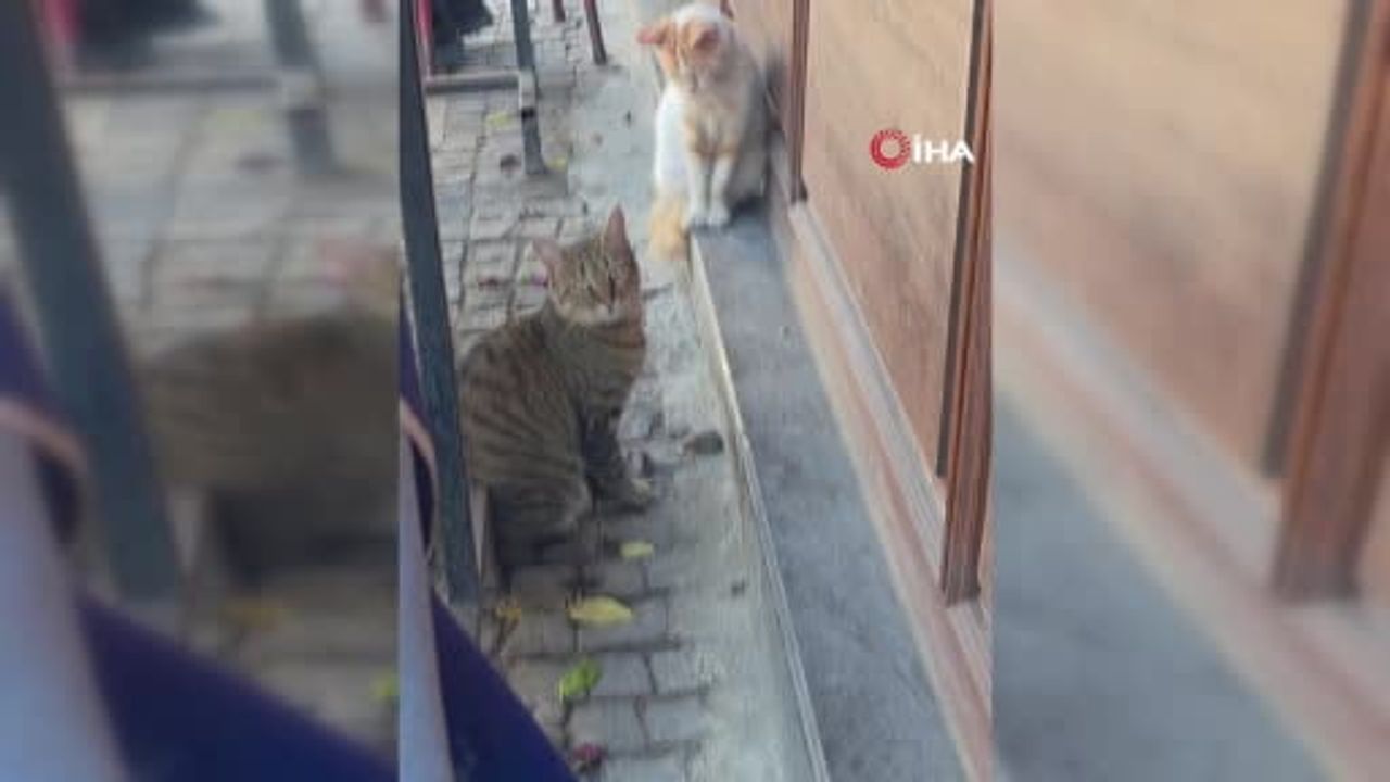 Saraçlar Caddesi'nde tekir kedi farenin bekçisi oldu