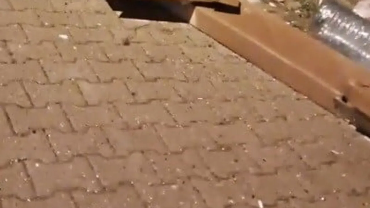 Sarıkamış’ta gece çöp konteynerleri ayılara yem oluyor