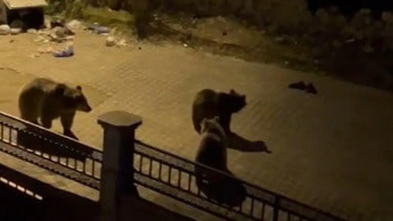 Sarıkamış'ta gece gezintisi yapan boz ayılar çöplerde, vatandaşın sözleri gülümsetti