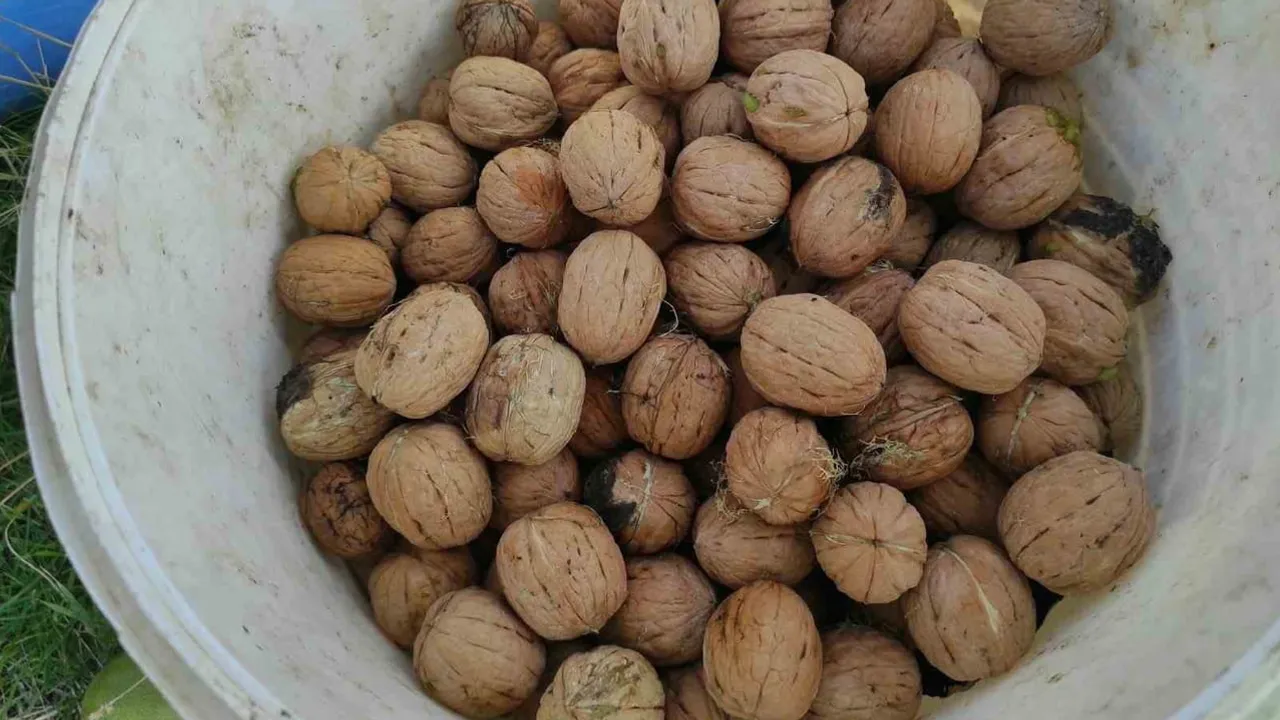 Sason cevizinde hasat zamanı: yüksek rakımın aroması pazara taşınıyor