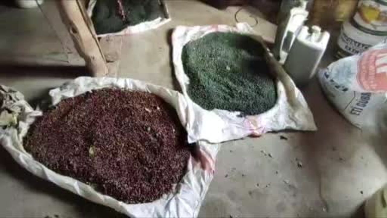 Sason'un ormanlarından sofralara: menengiç köylünün gelir kapısı