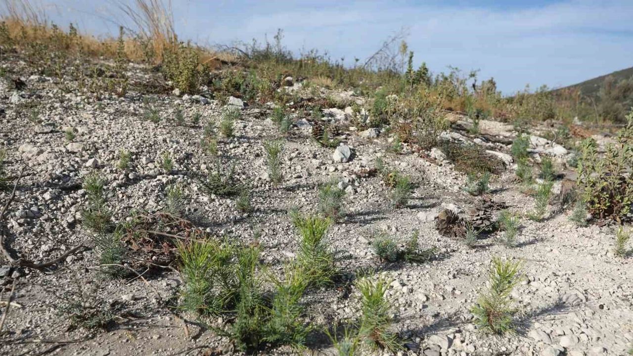 Seyitoba yeniden yeşerecek: 260 hektarlık alanda ağaçlandırma başlıyor