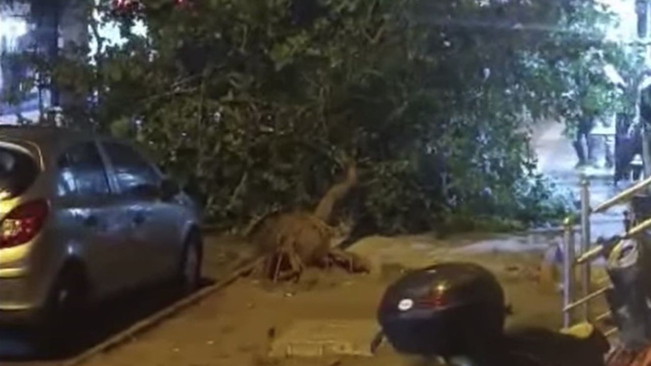 Siirt'te fırtına günlük yaşamı etkiledi, Yeni Mahalle'de ağaçlar devrildi