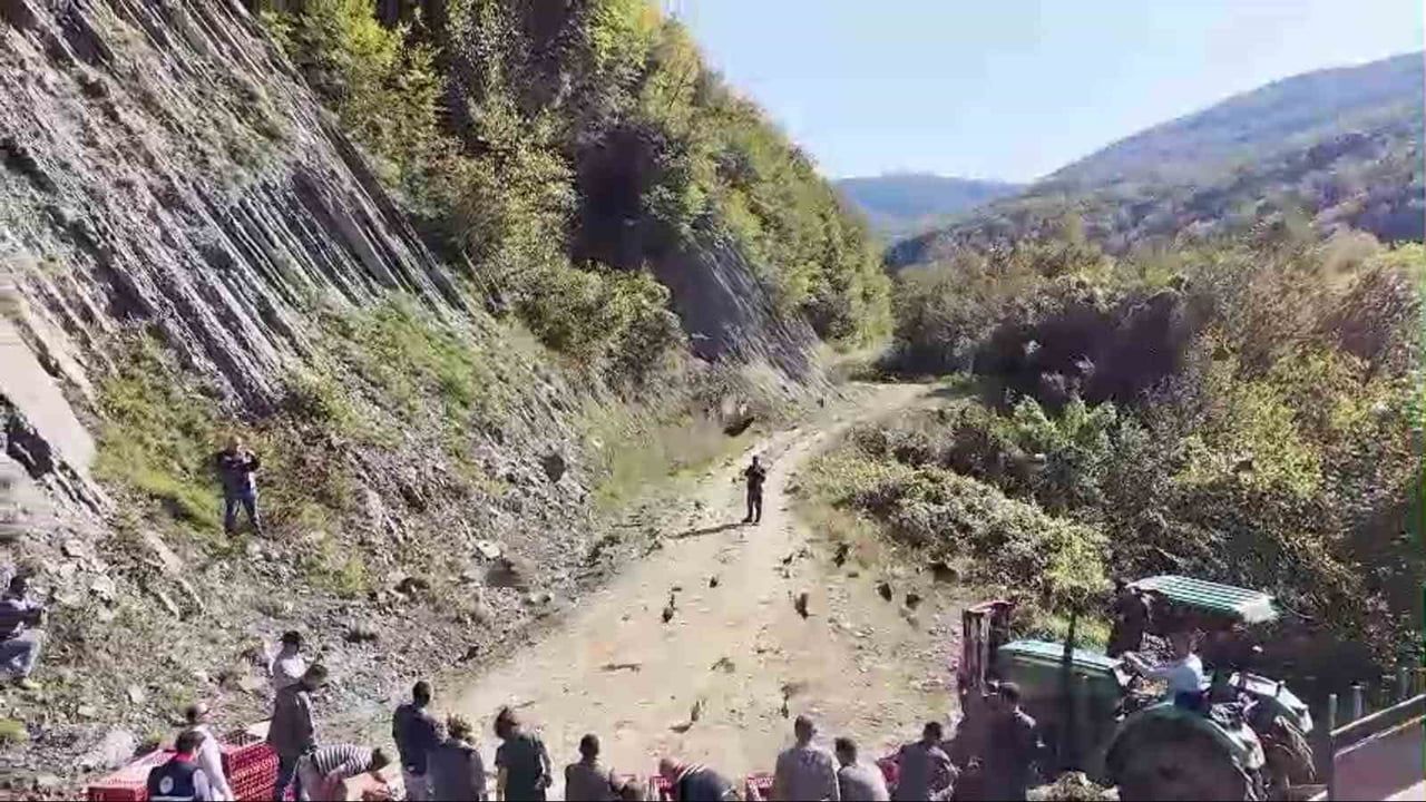 Sinop kırsalına 550 sülün salındı, biyolojik çeşitlilik güçlendirilecek