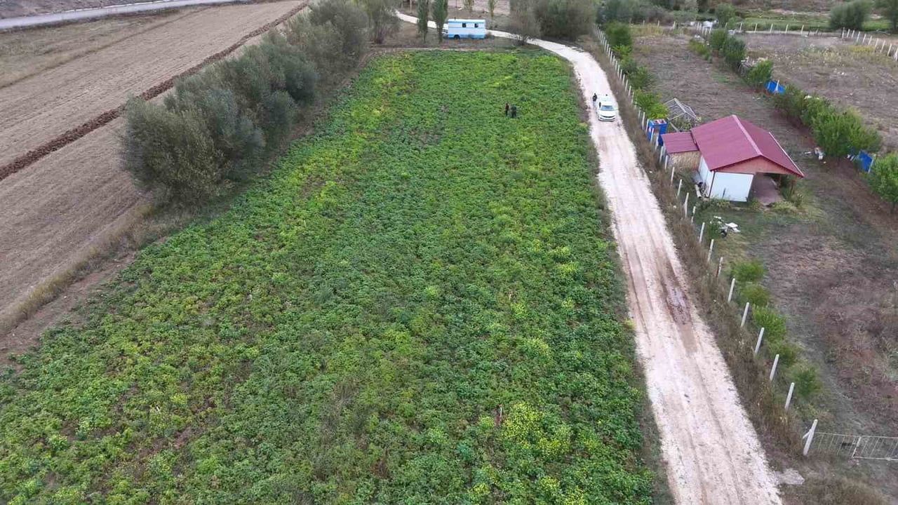 Sivas’ta 29 ekimde başlayacak patates sökümü ülkenin yılın son hasadını oluşturacak