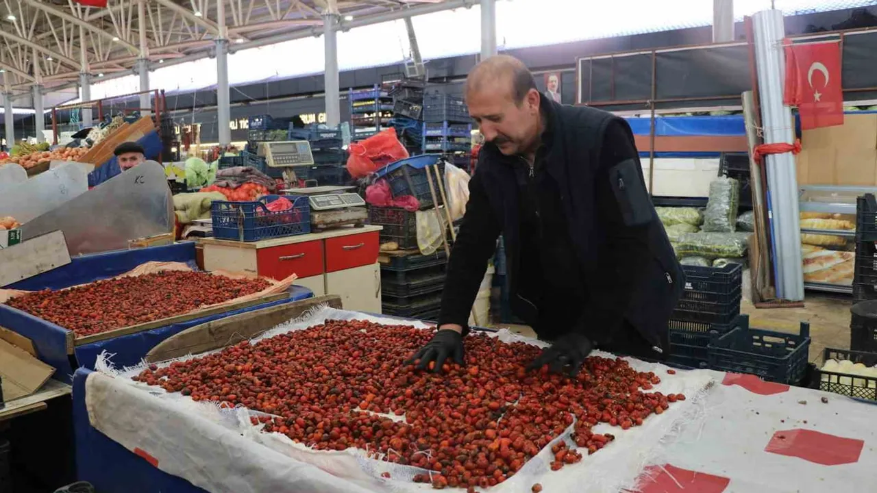 Sivas'ta dikenli dallar arasında kışa hazırlık: kuşburnu mesaisi