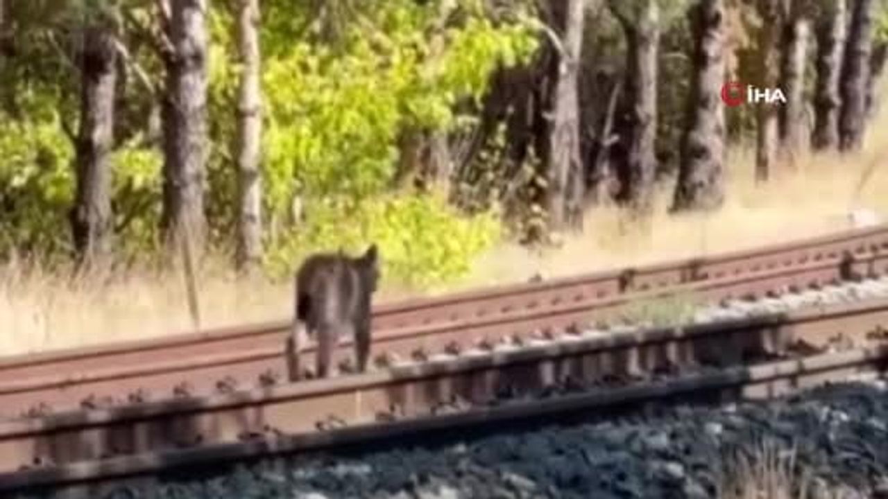 Sivas'ta tren yolunda vaşak ailesinin nadir görünümü