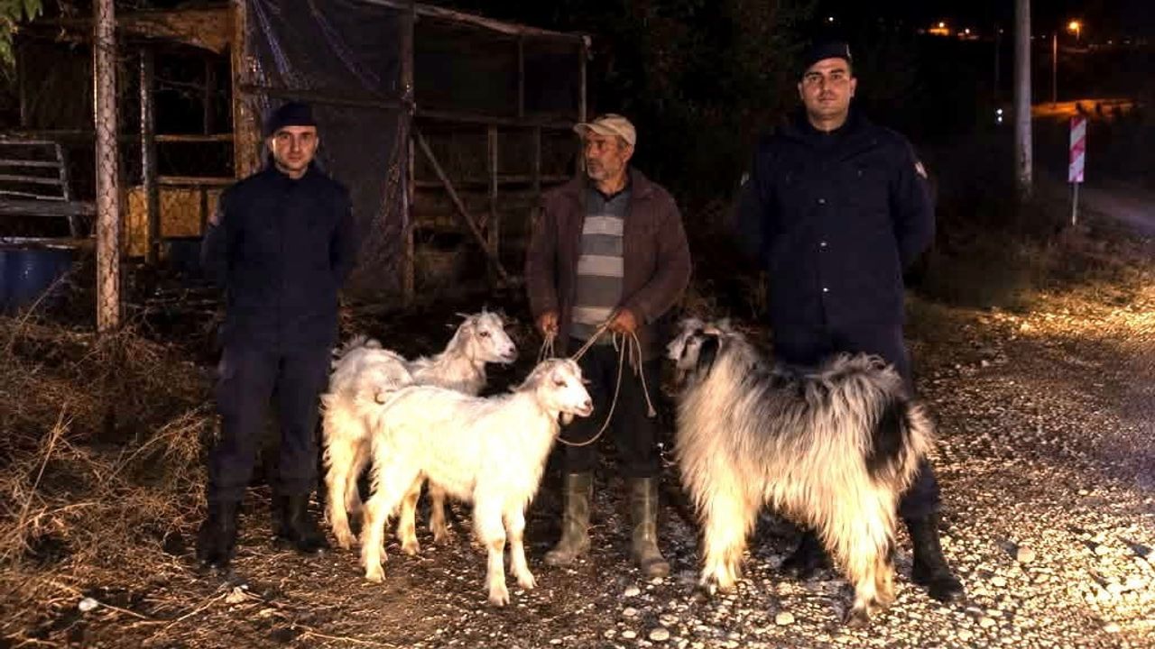 Söğüt'te gece devriyesi kayıp beş küçükbaşı sahibine teslim etti