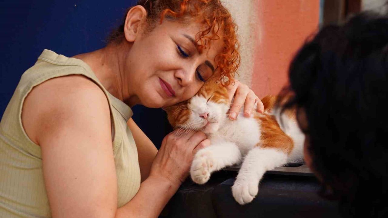 sokak kedilerinin görünürlüğünü fotoğrafla artırma çabası