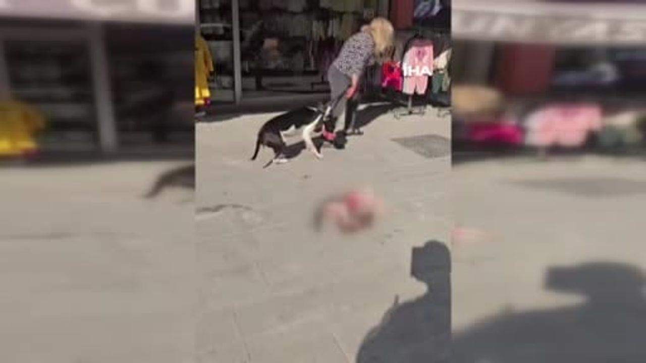 Sokakta öldürülen kedinin ardından Esenyurt'ta pitbull sahibine 95 bin lira ceza