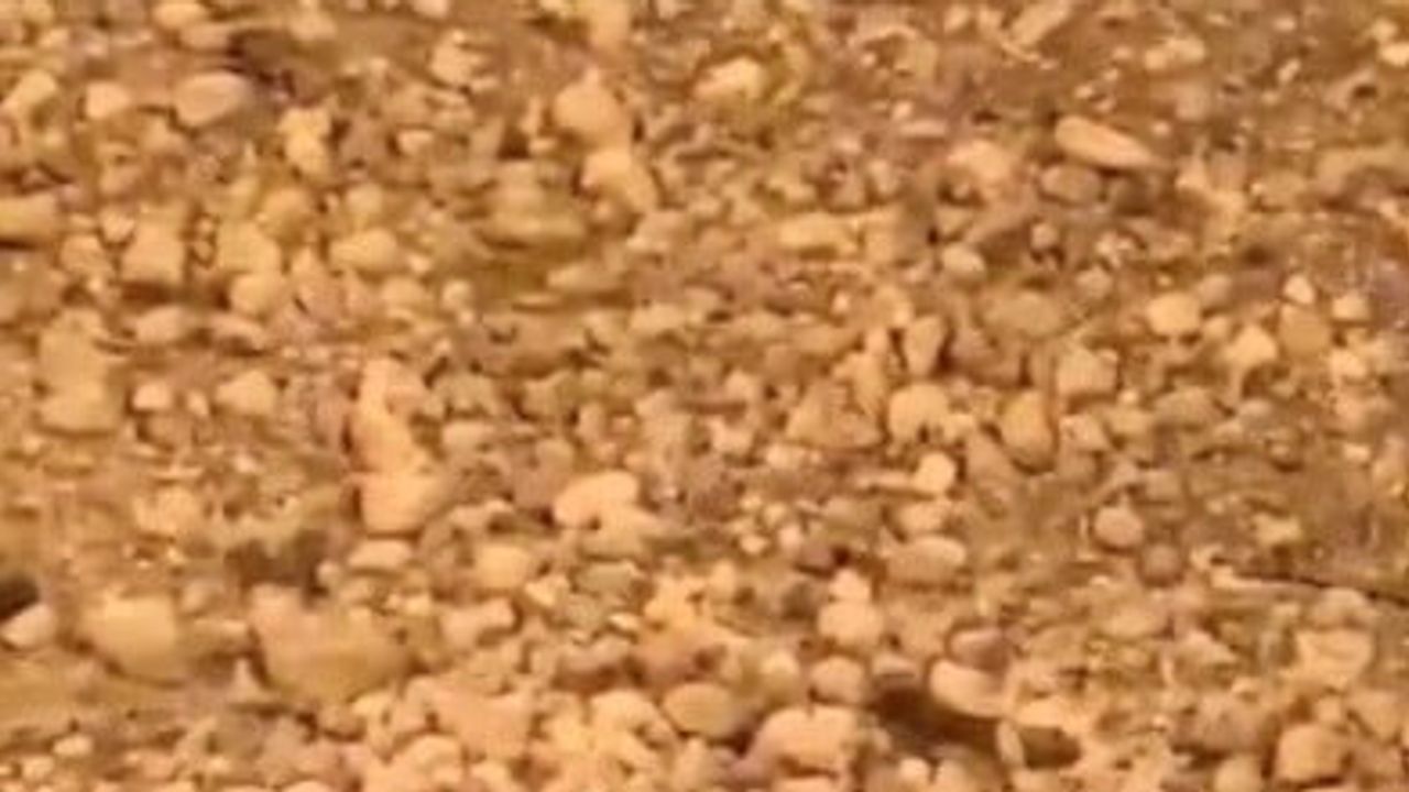 Sokakta yürürken karşılaştı: plastik kutuyu çıkarıp kirpiyi kurtardı