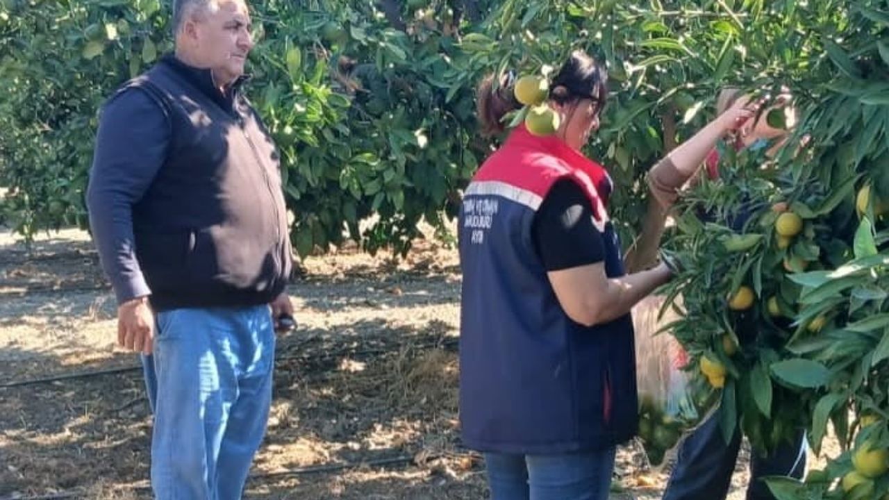 Söke'de hasat öncesi pestisit taramalarıyla gıda güvenliği güçlendiriliyor
