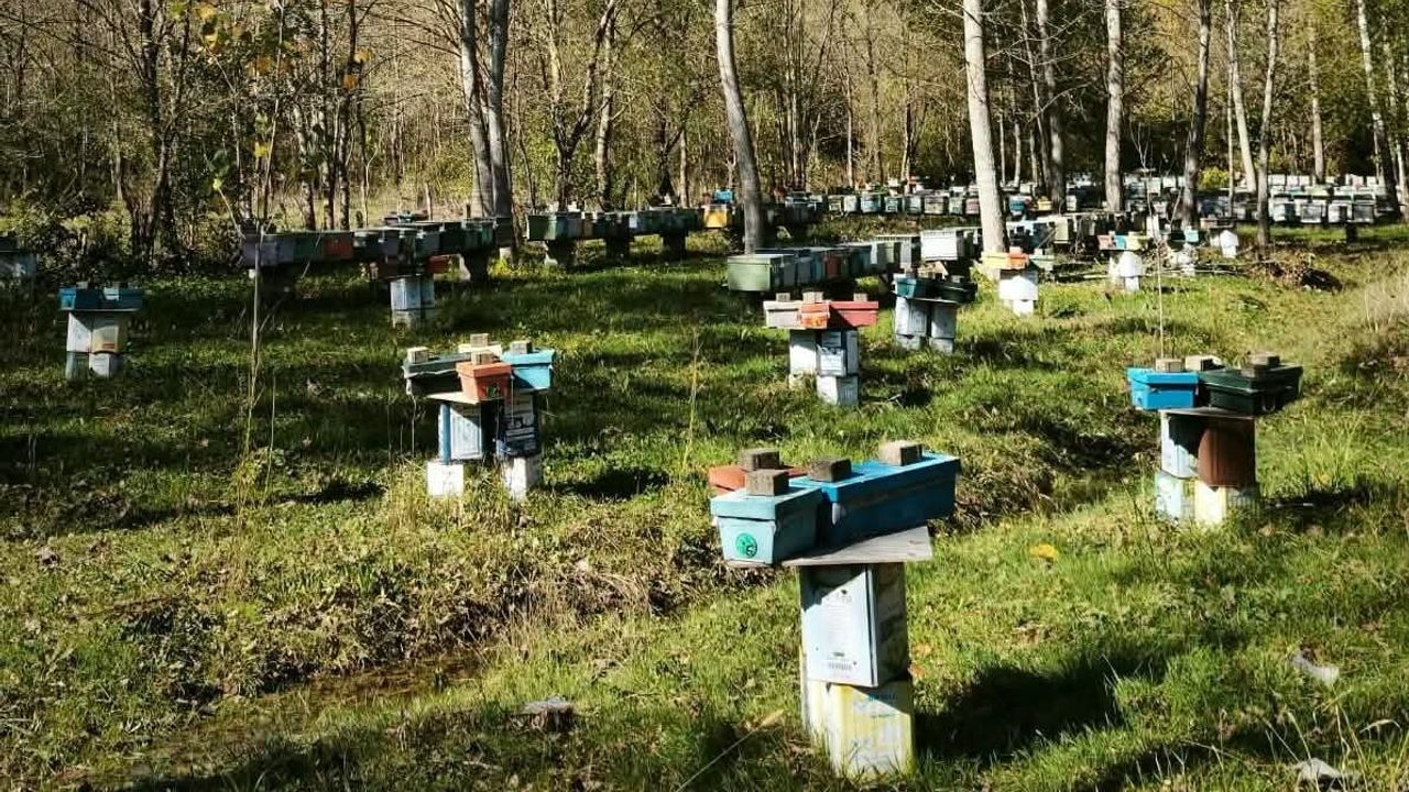 Son 5 gün: Bartın'da arılı kovan destek başvuruları 30 ekim'de sona eriyor