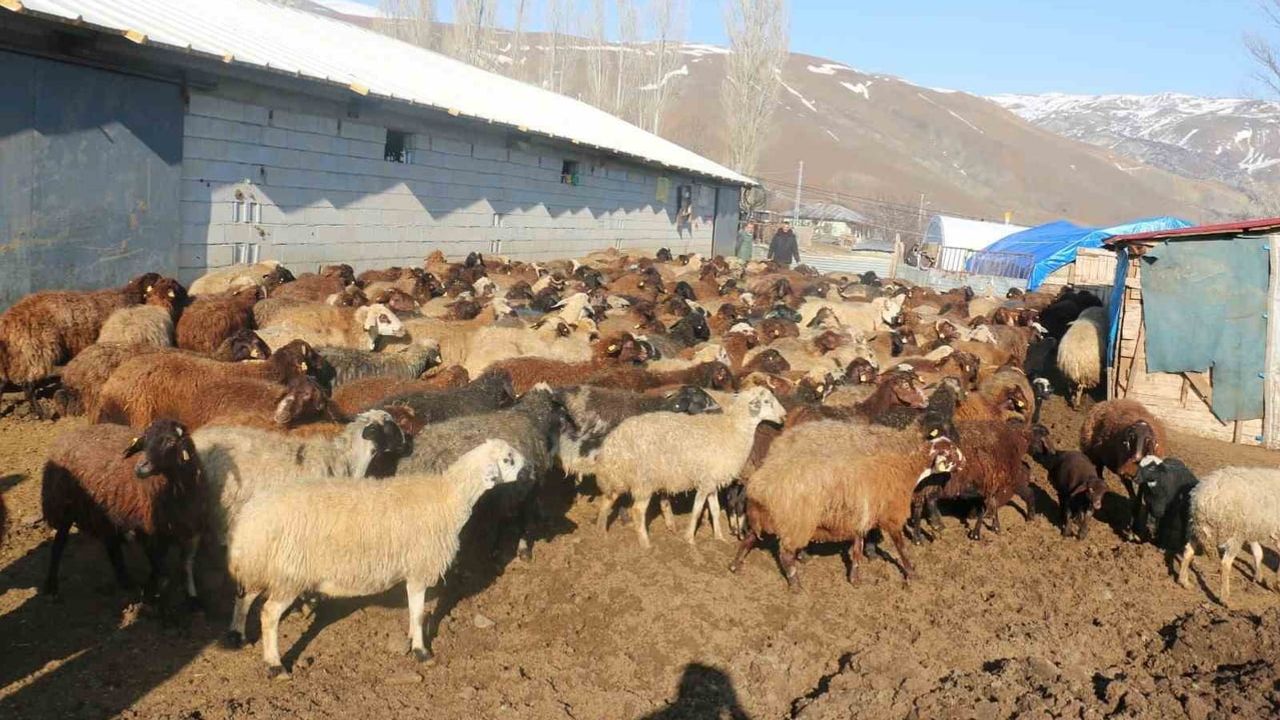 Sonbahar uyarısı: koyun sürülerinde mavi dil hastalığına karşı önlemler