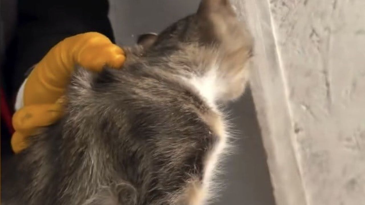 Su giderine sıkışan yavru kedi itfaiye ekiplerinin çalışmasıyla kurtarıldı
