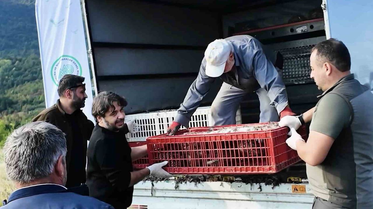 sülün nüfusunu güçlendirmek için 900 birey doğaya salındı