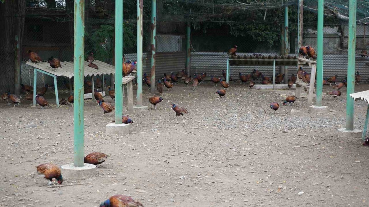 Sülünlerle fındığın düşmanına biyolojik savunma