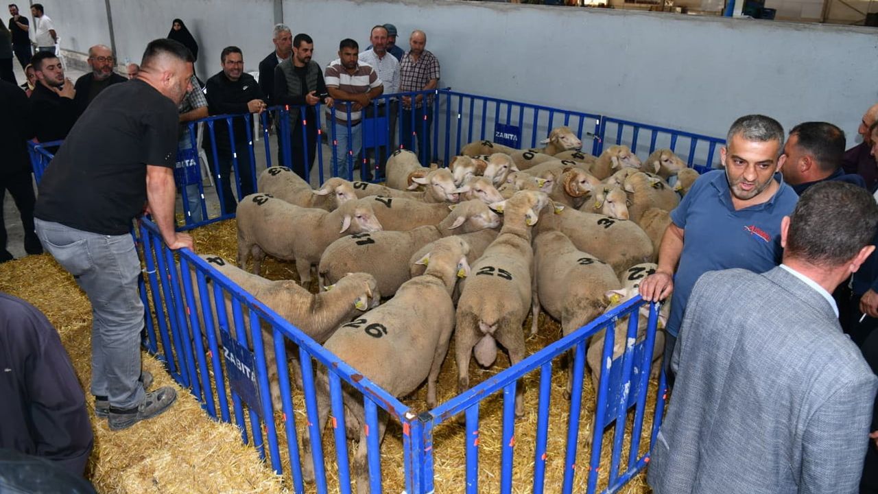 Sürü kalitesine yatırım: Susurluklu üreticilere 47 damızlık koç verildi