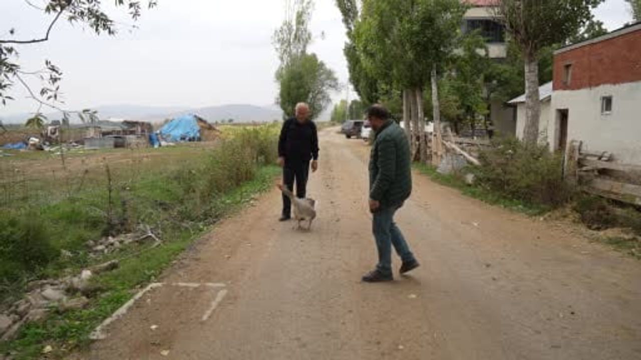 Sürüden dışlanan kaz, İsmail dedenin gölgesi oldu