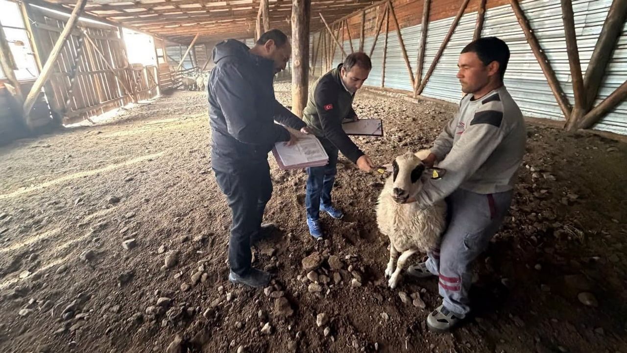 Süt koyunculuğundan mantolamaya: Seben'de ORKÖY destekleri hayat buldu