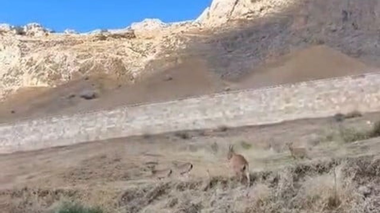 Tarihi kalenin gölgesinde Palu'da sürü halinde dağ keçileri